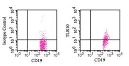 Flow Cytometry: TLR10 Antibody (3C10C5) [NBP1-70343] - Cell surface analysis using PE-conjugated TLR10 antibody. Human PBMC were probed using 10 ul (1 ug) of TLR10 antibody and 1 ug of CD19 antibody this antibody. This antibody was used for this test.