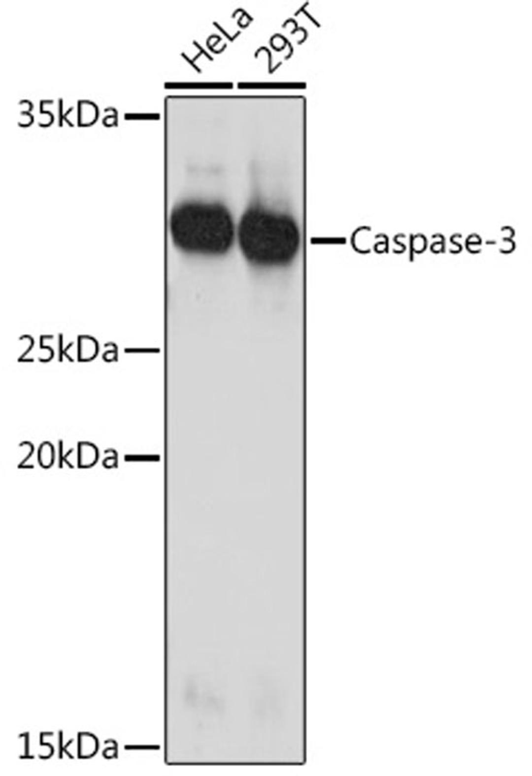 Western blot - Caspase-3 Rabbit pAb (A11319)