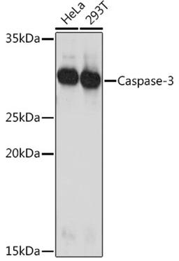 Western blot - Caspase-3 Rabbit pAb (A11319)