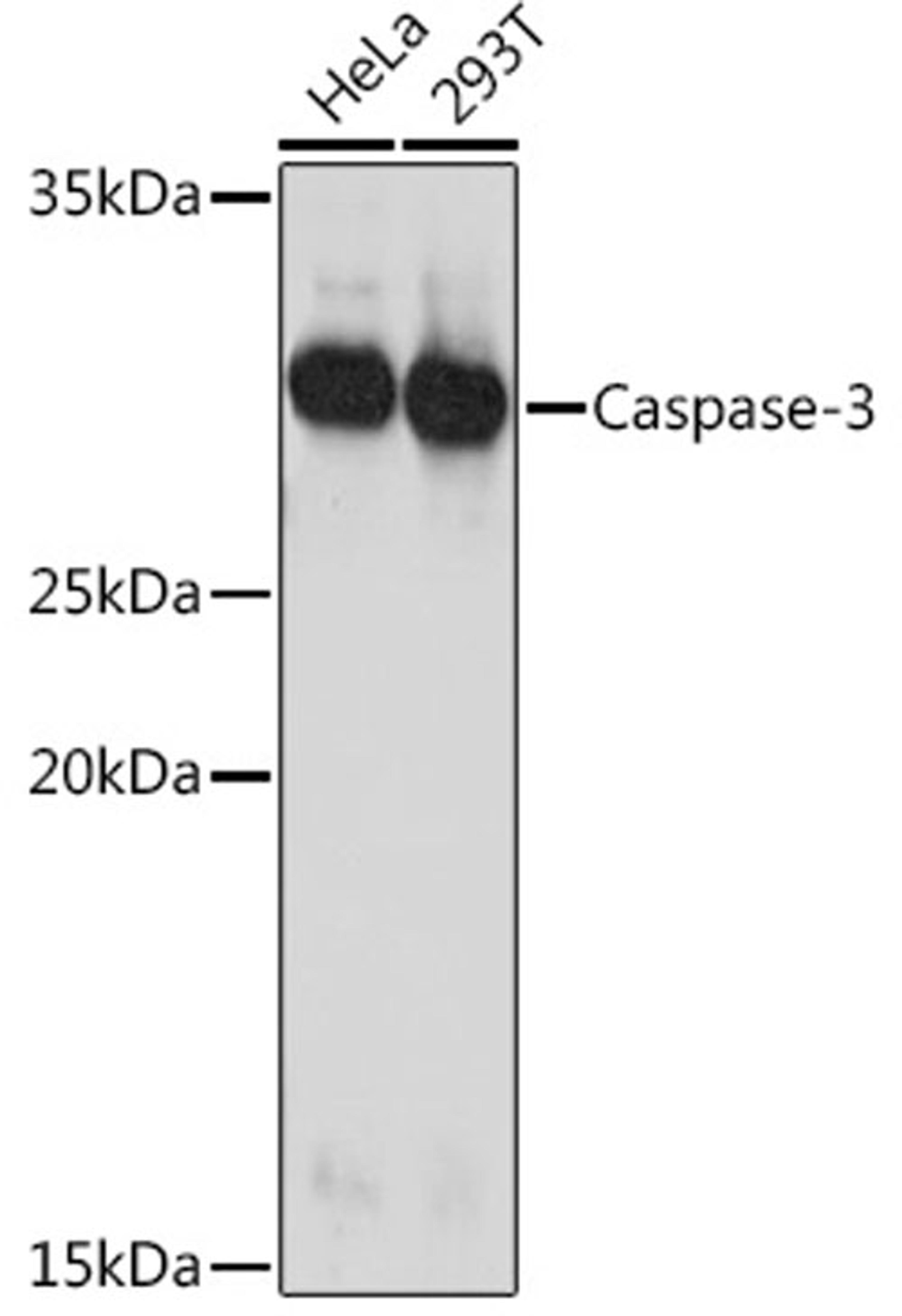 Western blot - Caspase-3 Rabbit pAb (A11319)