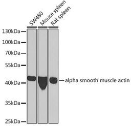 Western blot - alpha smooth muscle actin  antibody (A7248)