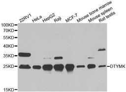 Western blot analysis of extracts of various cell lines using DTYMK antibody