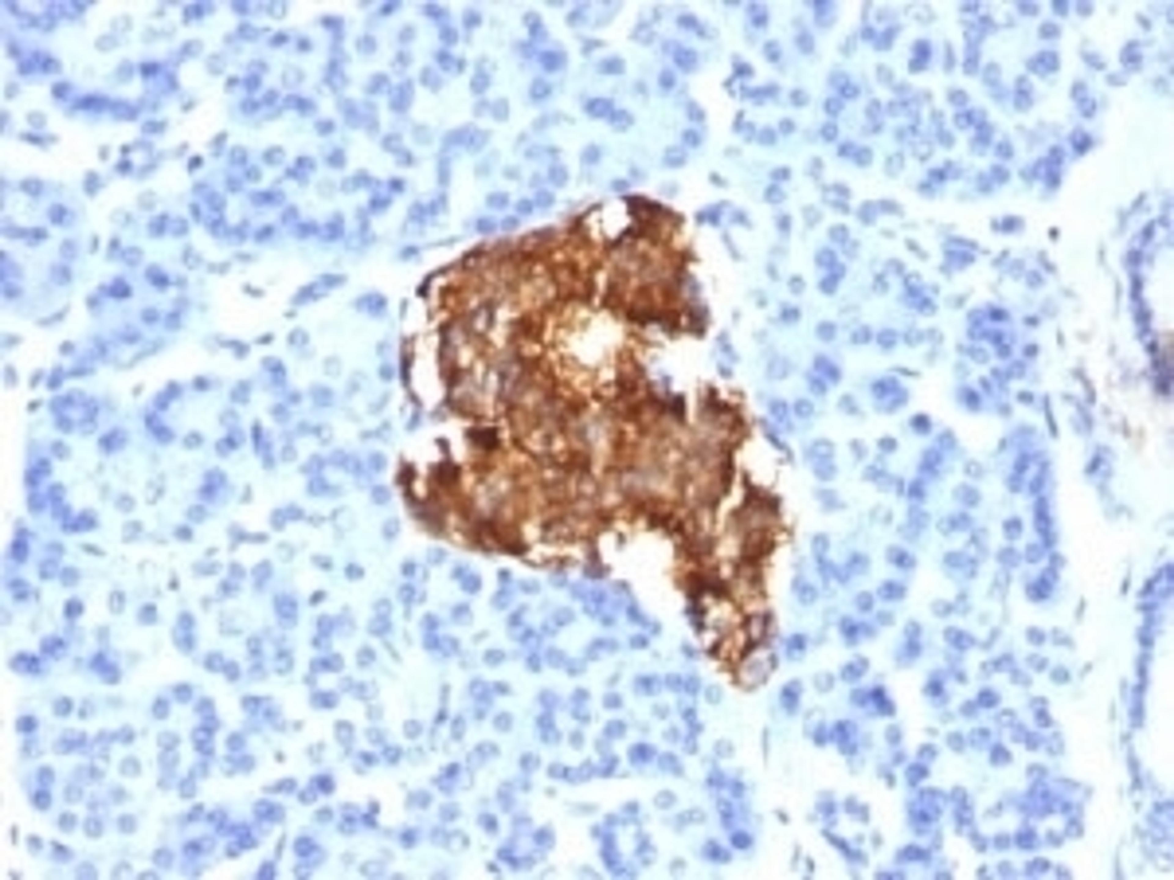 IHC testing of human pancreas stained with Insulin antibody (E2-E3).