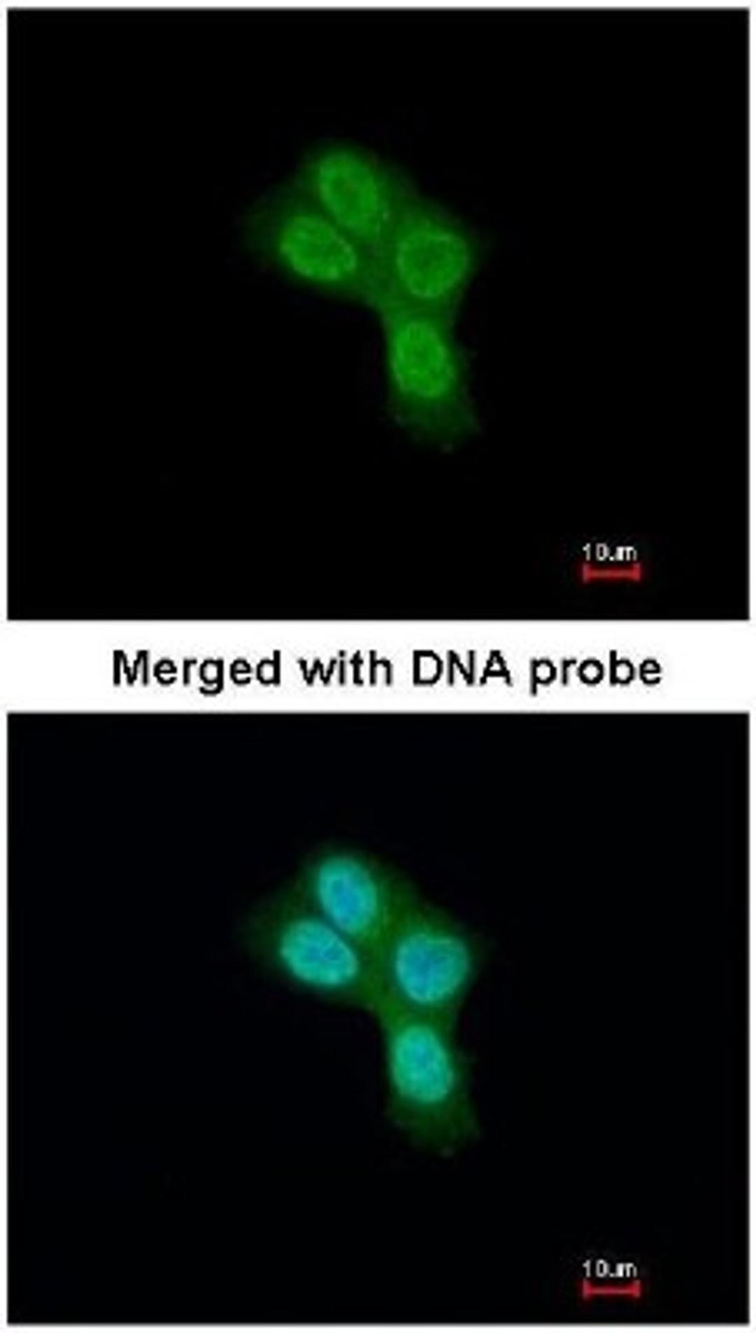 Immunocytochemistry/Immunofluorescence: Prohibitin 2 Antibody [NBP1-33463] - Analysis of paraformaldehyde-fixed A431, using REA (NBP1-33463) antibody at 1:200 dilution.