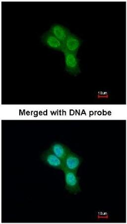 Immunocytochemistry/Immunofluorescence: Prohibitin 2 Antibody [NBP1-33463] - Analysis of paraformaldehyde-fixed A431, using REA (NBP1-33463) antibody at 1:200 dilution.