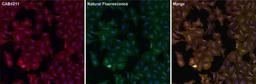 Immunocytochemistry/Immunofluorescence: eGFP Antibody [NBP2-37821] - Analysis of eGFP using either natural fluorescence (green) or an eGFP antibody (red) in U2OS cells transfected with an EGFR-eGFP fusion protein.