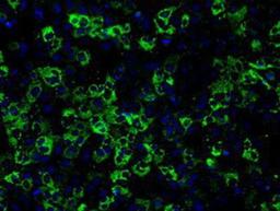 Immunocytochemistry/Immunofluorescence: CISD1 Antibody (4G3) [NBP2-02321] Staining of COS7 cells transiently transfected by pCMV6-ENTRY CISD1.