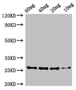 Western Blot. Positive WB detected in Recombinant protein. All lanes: zapA antibody at 3.2µg/ml. Secondary. Goat polyclonal to rabbit IgG at 1/50000 dilution. Predicted band size: 26 kDa. Observed band size: 26 kDa
