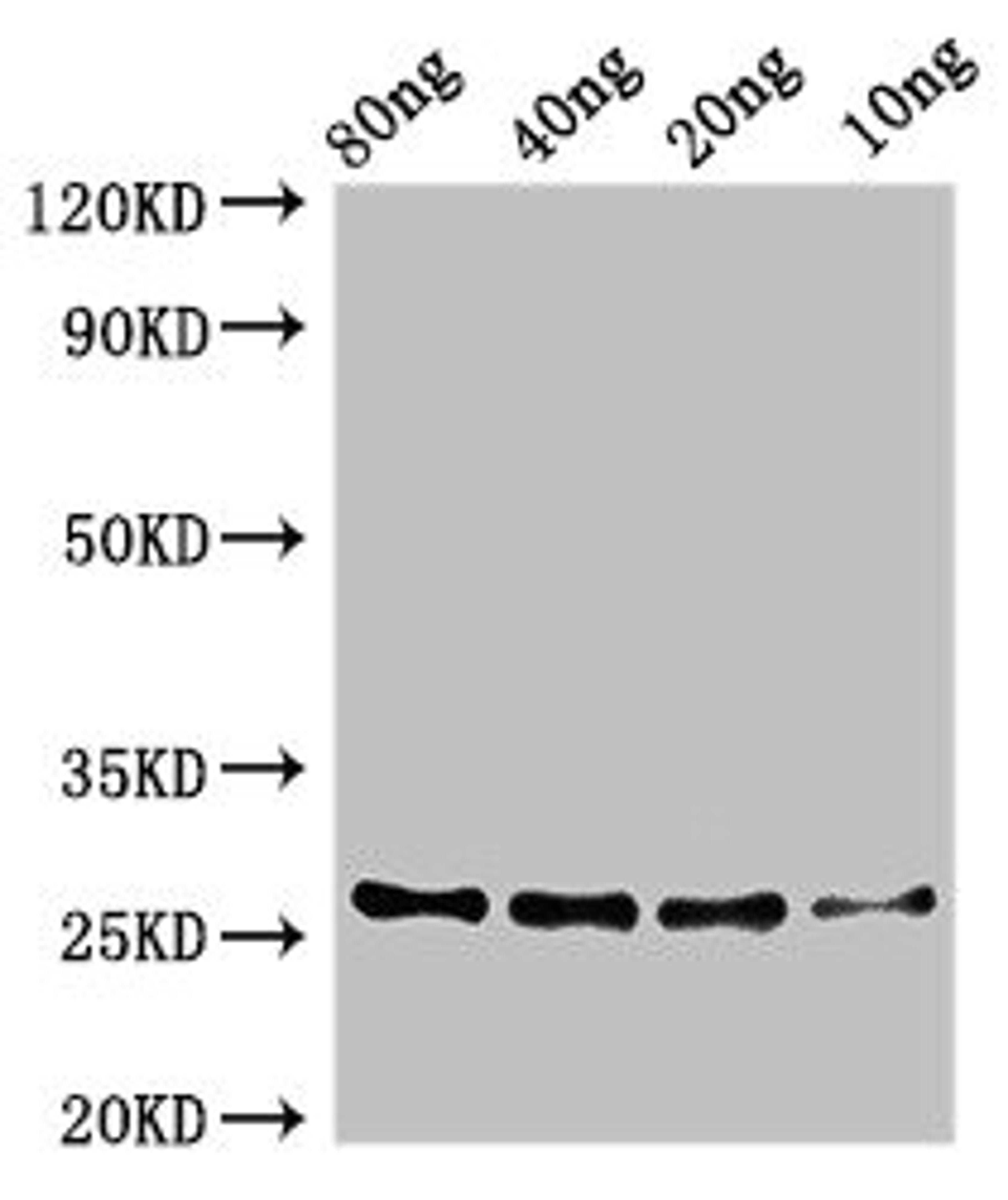 Western Blot. Positive WB detected in Recombinant protein. All lanes: zapA antibody at 3.2µg/ml. Secondary. Goat polyclonal to rabbit IgG at 1/50000 dilution. Predicted band size: 26 kDa. Observed band size: 26 kDa