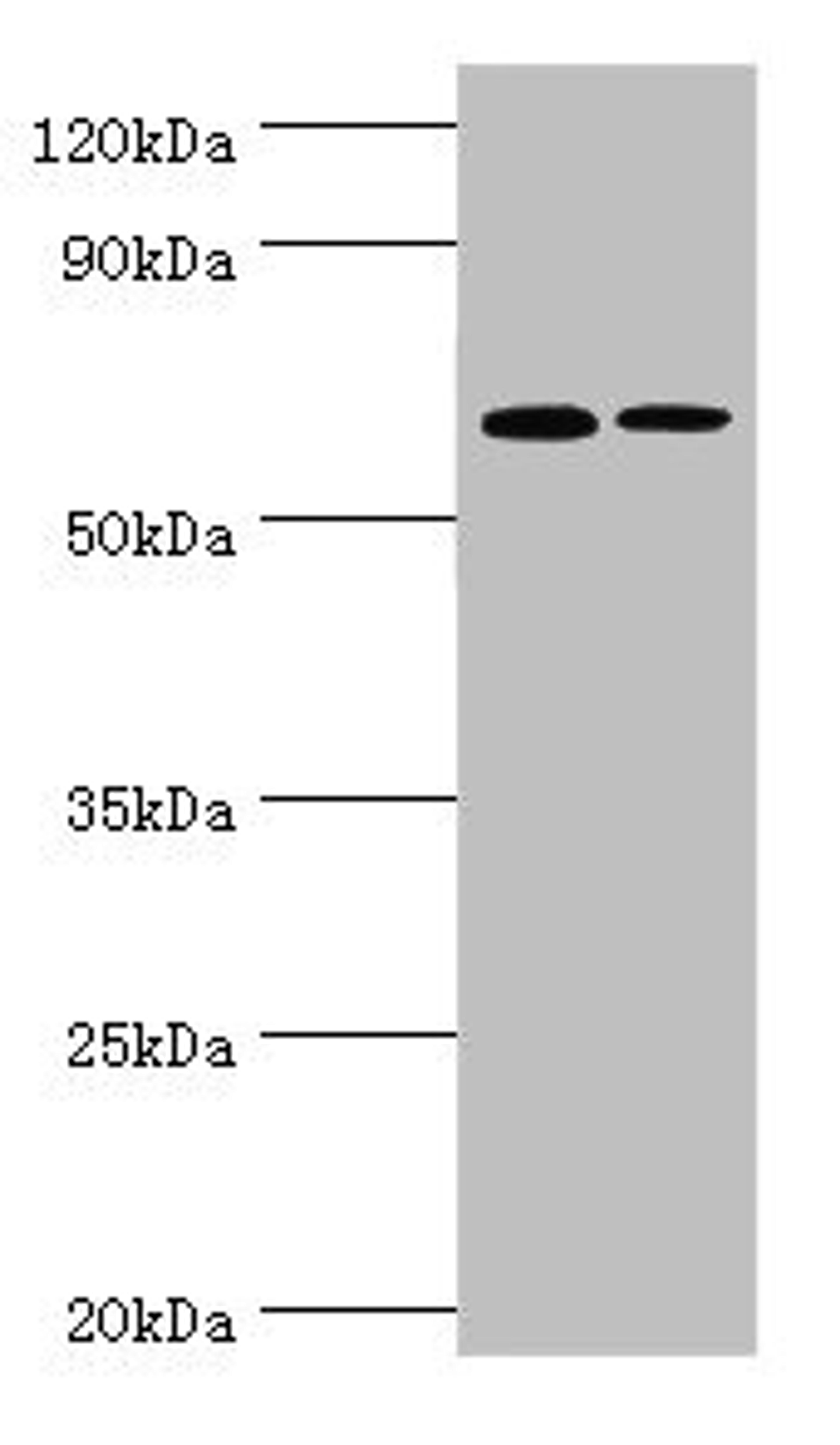 Western blot. All lanes: IL27RA antibody at 9ug/ml. Lane 1: Rat heart tissue. Lane 2: Rat brain tissue. Secondary. Goat polyclonal to rabbit IgG at 1/10000 dilution. Predicted band size: 69 kDa. Observed band size: 69 kDa. 