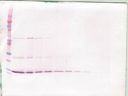 To detect hBDNF by Western Blot analysis this antibody can be used at a concentration of 0.1 - 0.2 ug/ml. Used in conjunction with compatible secondary reagents the detection limit for recombinant hBDNF is 1.5 - 3.0 ng/lane, under either reducing or non-r
