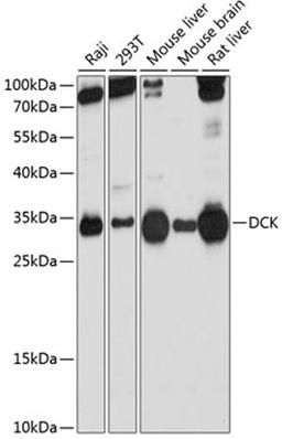 Western blot - DCK Antibody (A1794)