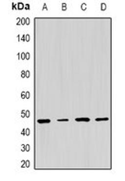 Western blot analysis of HepG2 (Lane1), MCF7 (Lane2), NIH3T3 (Lane3), PC12 (Lane4) whole cell lysates using PSMC5 antibody