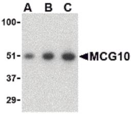 Western blot analysis of MCG10 in HeLa cell lysate with MCG10 antibody at (A) 0.5, (B) 1 and (C) 2 μg/mL.