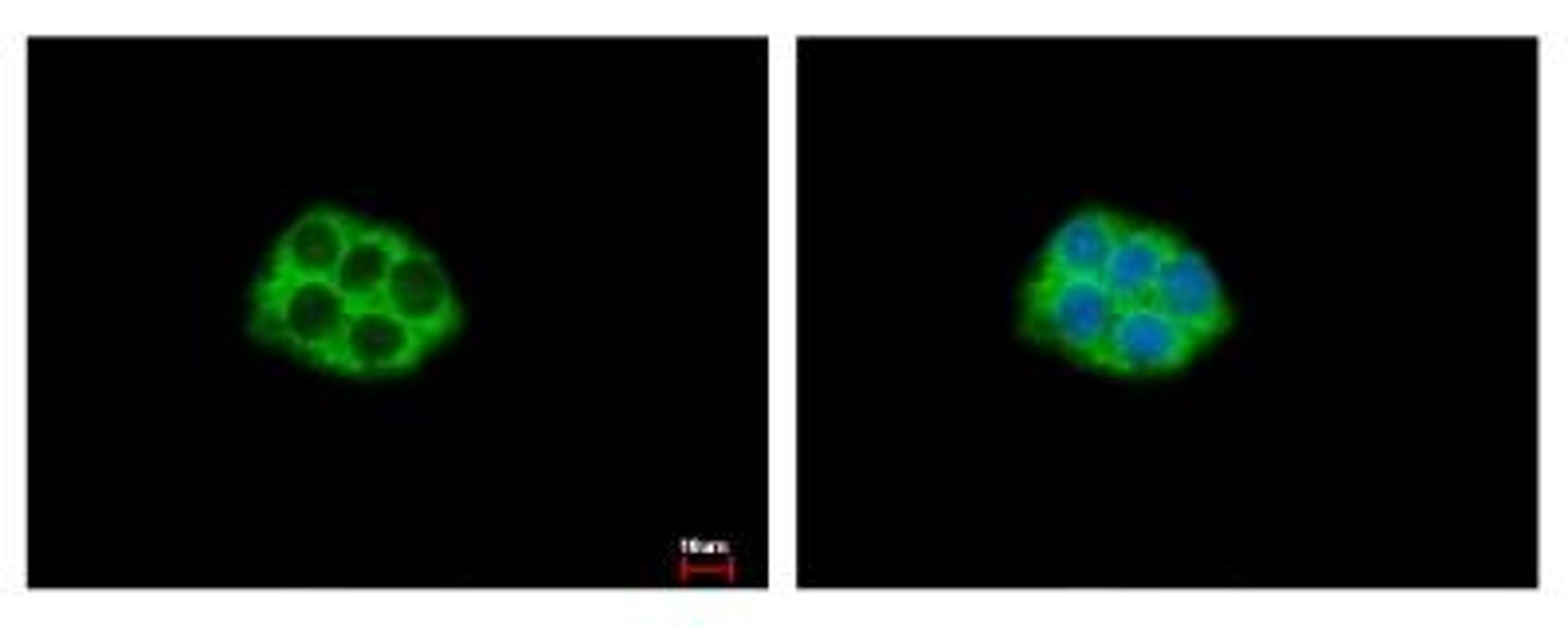 Immunocytochemistry: RPL5 Antibody [NBP1-31413] - Sample: HepG2 cells were fixed in 4% paraformaldehyde at RT for 15 min. Green: RPL5 protein stained by RPL5 antibody diluted at 1:500. Blue: Hoechst 33343 staining.