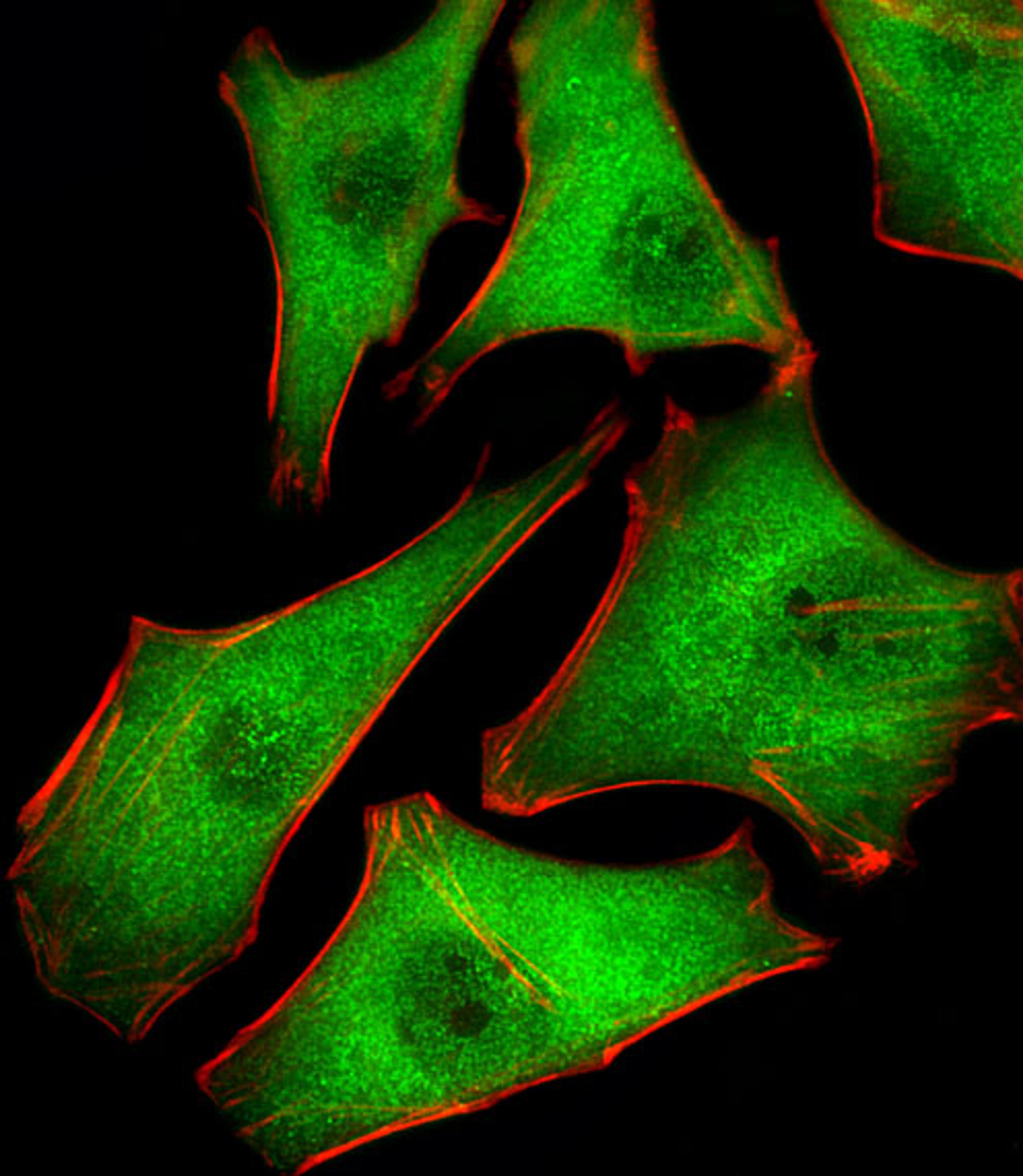 Fluorescent image of Hela cells stained with PSMD10 Antibody . Antibody was diluted at 1:25 dilution. An Alexa Fluor 488-conjugated goat anti-rabbit lgG at 1:400 dilution was used as the secondary antibody (green). Cytoplasmic actin was counterstained wit