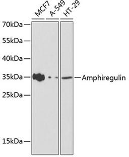 Western blot - Amphiregulin antibody (A1860)