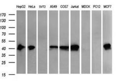 Western Blot: THUMPD1 Antibody (1H6) [NBP2-45996] - Analysis of extracts (35ug) from 9 different cell lines by using THUMPD1 monoclonal antibody (HepG2: human; HeLa: human; SVT2: mouse; A549: human; COS7: monkey; Jurkat: human; MDCK: canine; PC12: rat; MCF7: human).