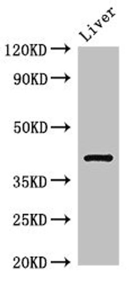 Western Blot. Positive WB detected in: Rat liver tissue. All lanes: TGDS antibody at 3ug/ml. Secondary. Goat polyclonal to rabbit IgG at 1/50000 dilution. Predicted band size: 41 kDa. Observed band size: 41 kDa. 
