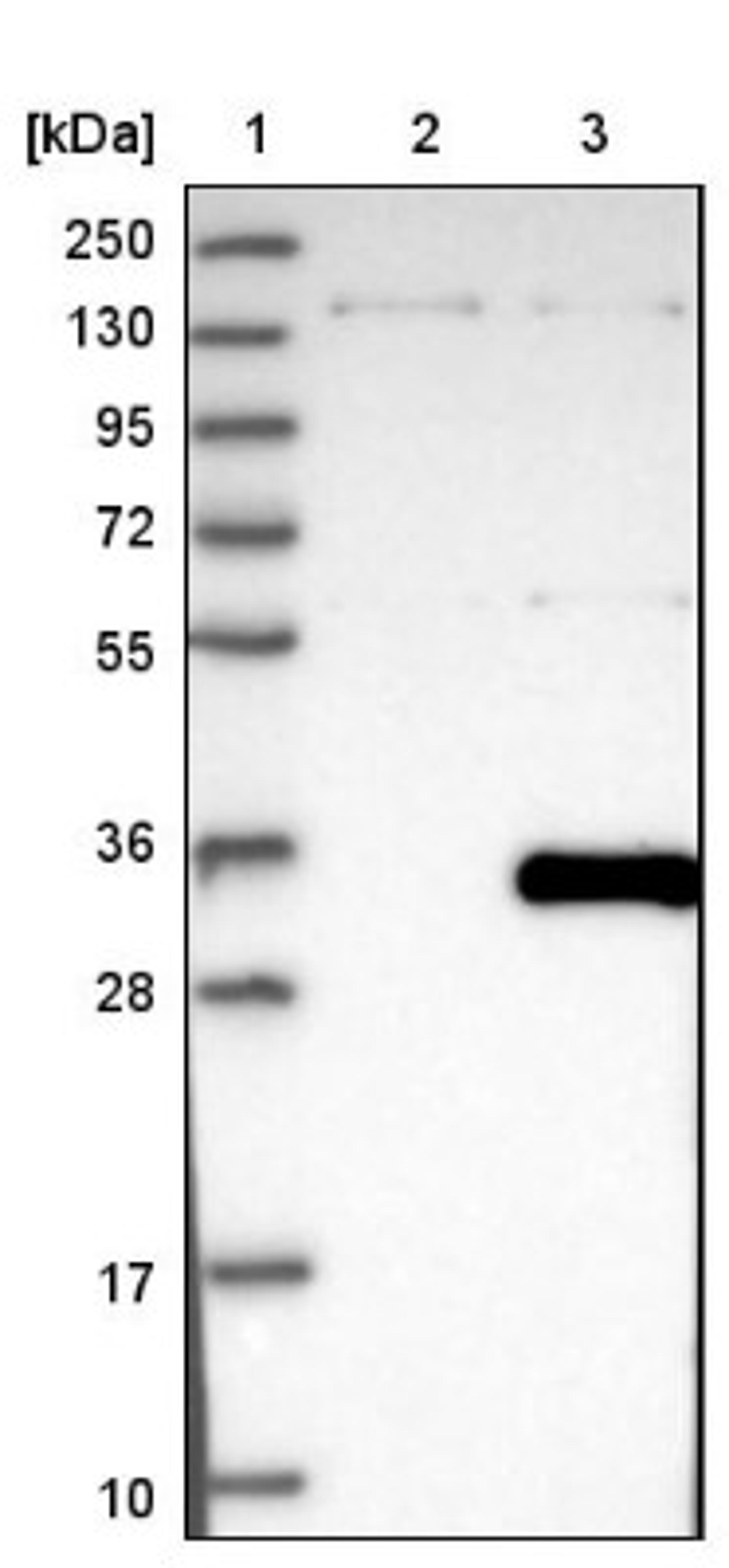 Western Blot: THAP6 Antibody [NBP1-81130] - Lane 1: Marker [kDa] 250, 130, 95, 72, 55, 36, 28, 17, 10<br/>Lane 2: Negative control (vector only transfected HEK293T lysate)<br/>Lane 3: Over-expression lysate (Co-expressed with a C-terminal myc-DDK tag (~3.1 kDa) in mammalian HEK293T cells, LY408149)