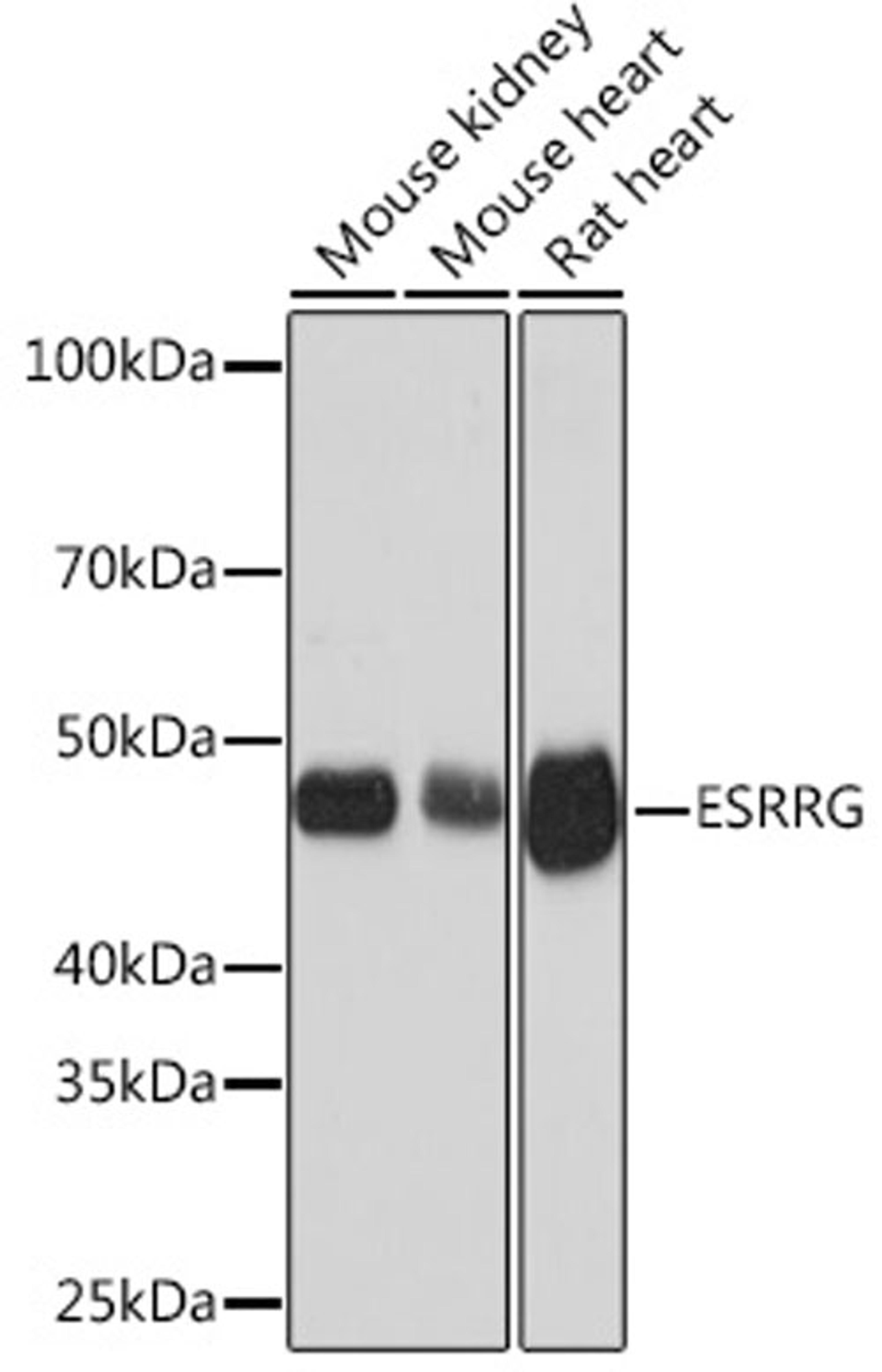 Western blot - ESRRG Rabbit mAb (A9606)