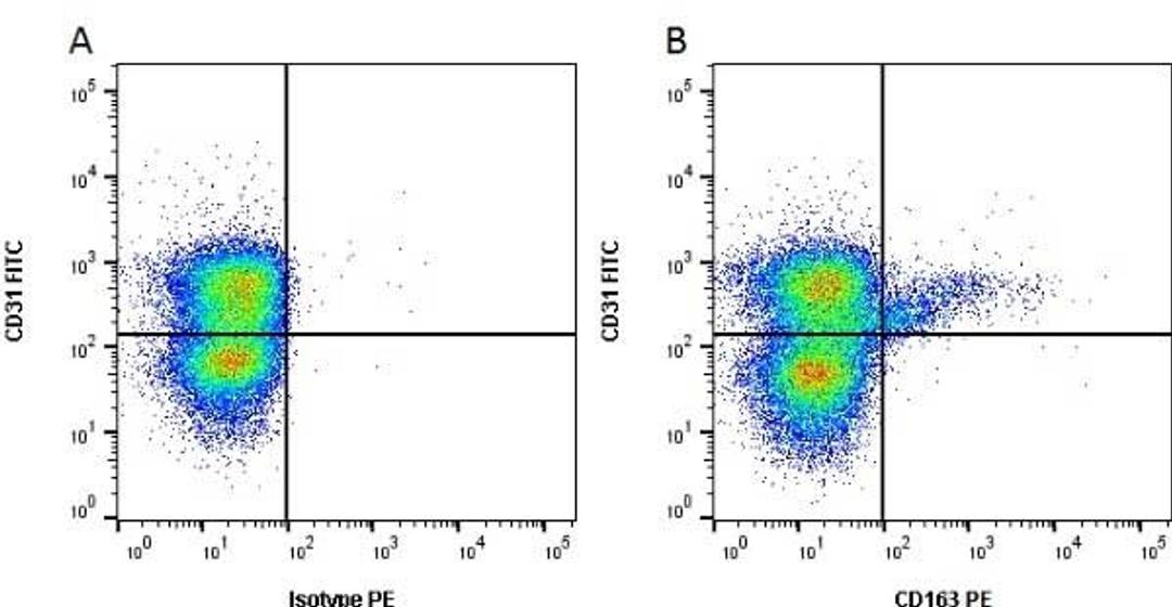 Figure A. mouse anti porcine CD31. Figure B. mouse anti porcine CD31 and mouse anti porcine CD163. 