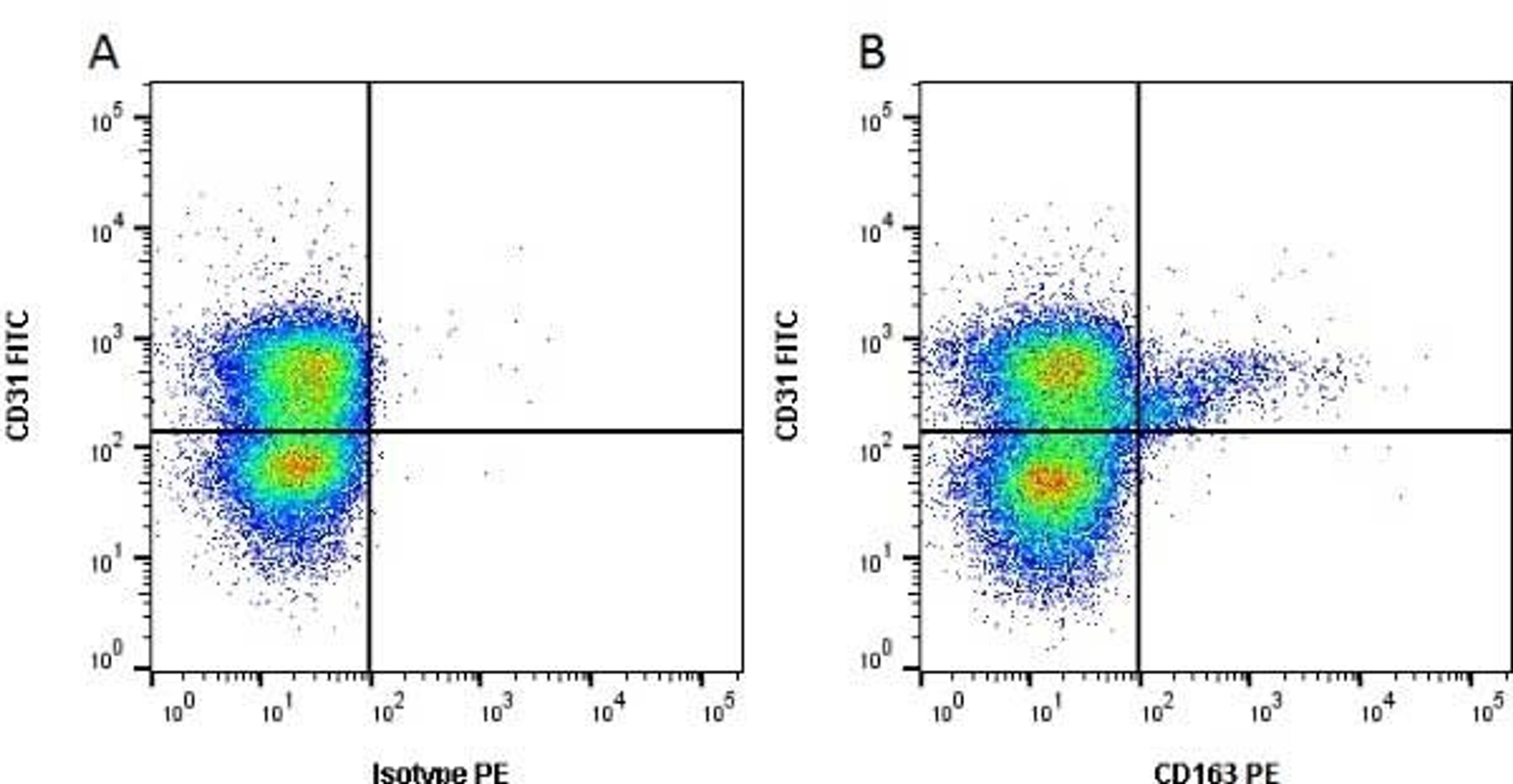 Figure A. mouse anti porcine CD31. Figure B. mouse anti porcine CD31 and mouse anti porcine CD163.