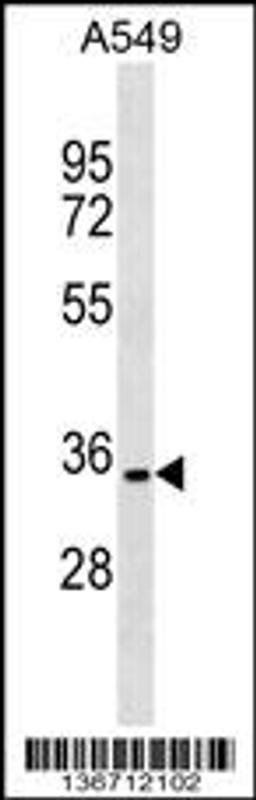 Western blot analysis in A549 cell line lysates (35ug/lane).