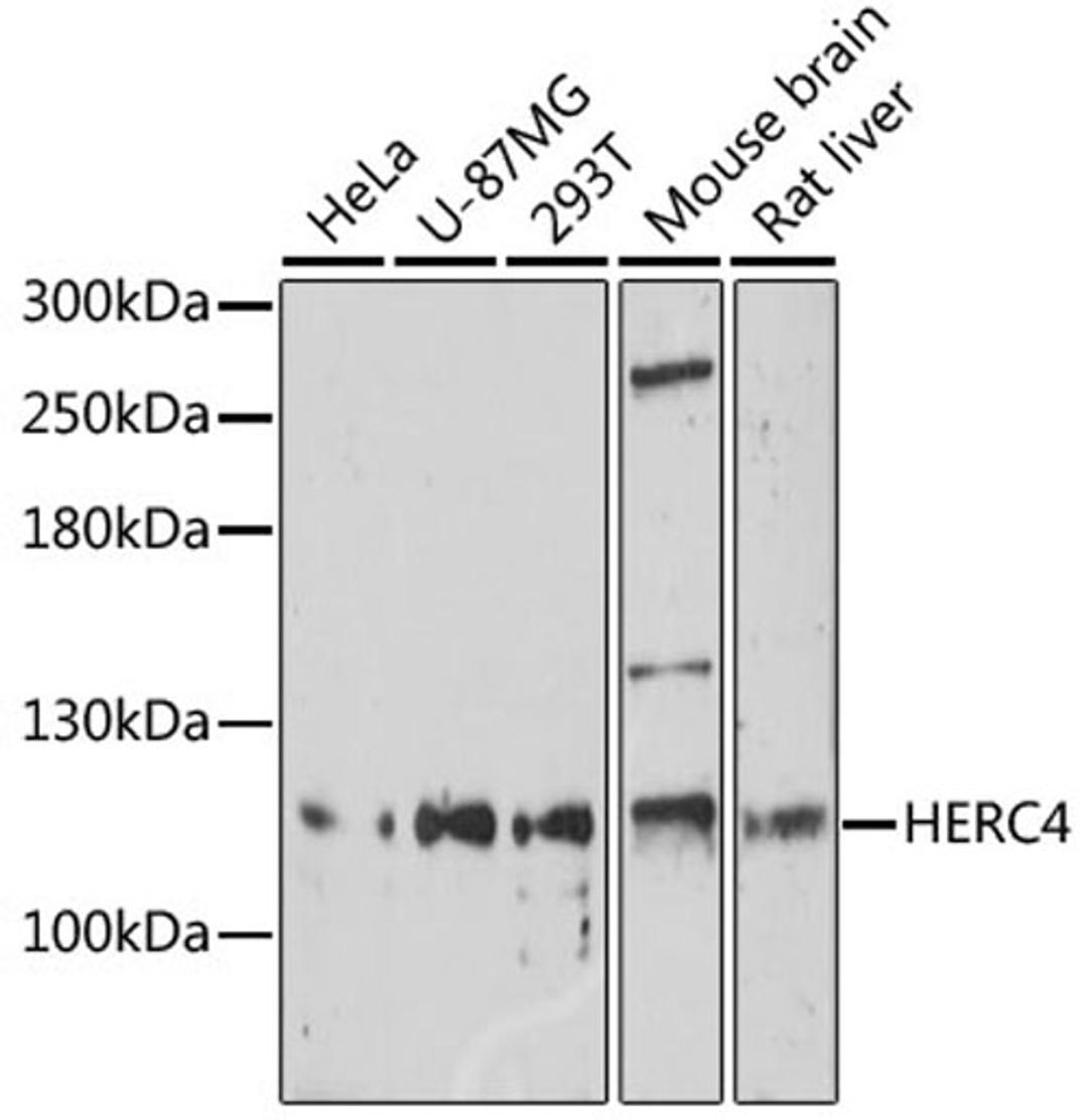 Western blot - HERC4 antibody (A17372)