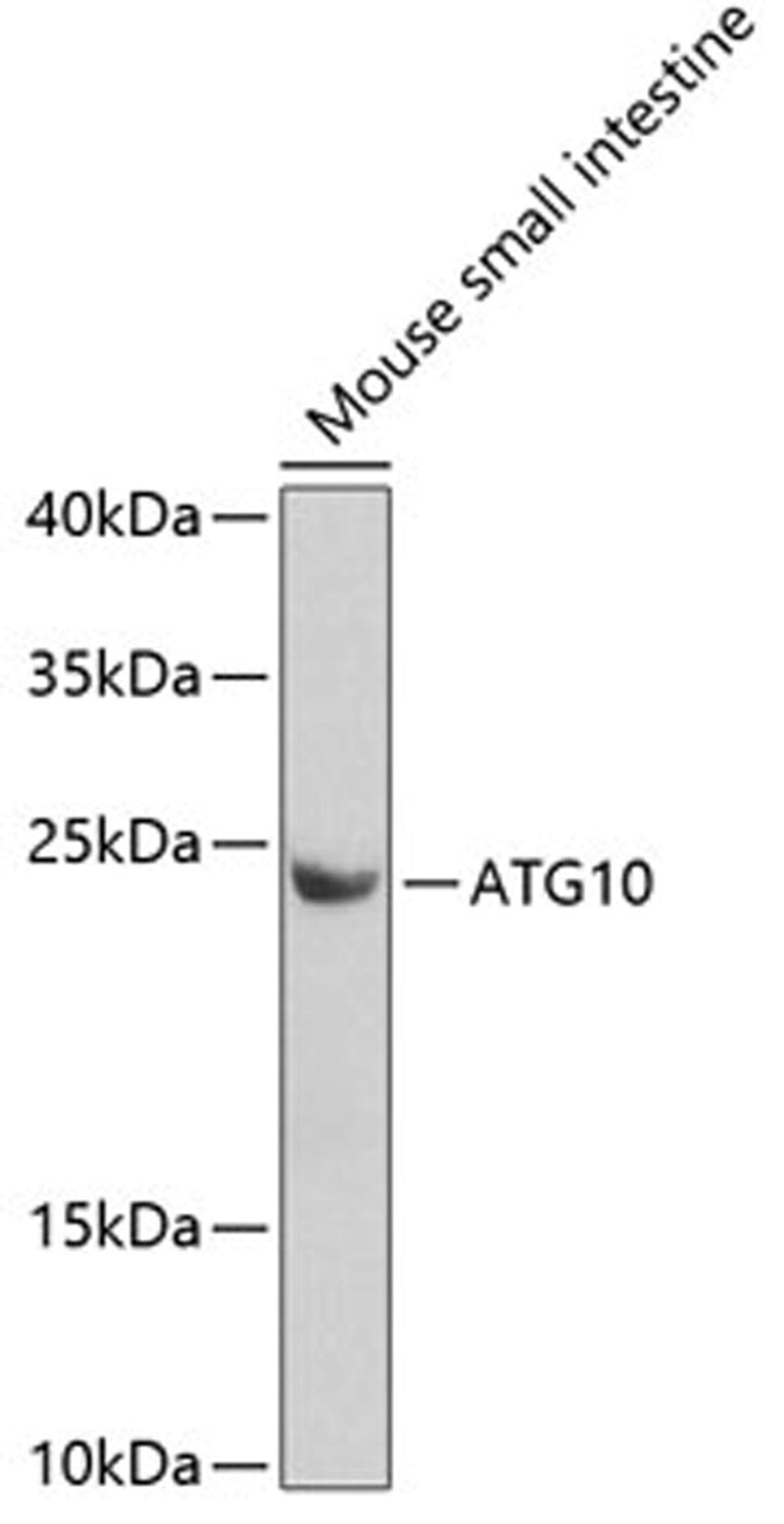 Western blot - ATG10 antibody (A7390)