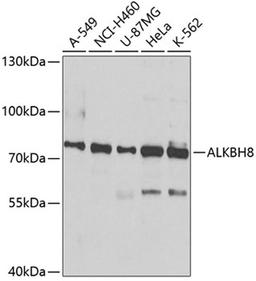 Western blot - ALKBH8 antibody (A7142)