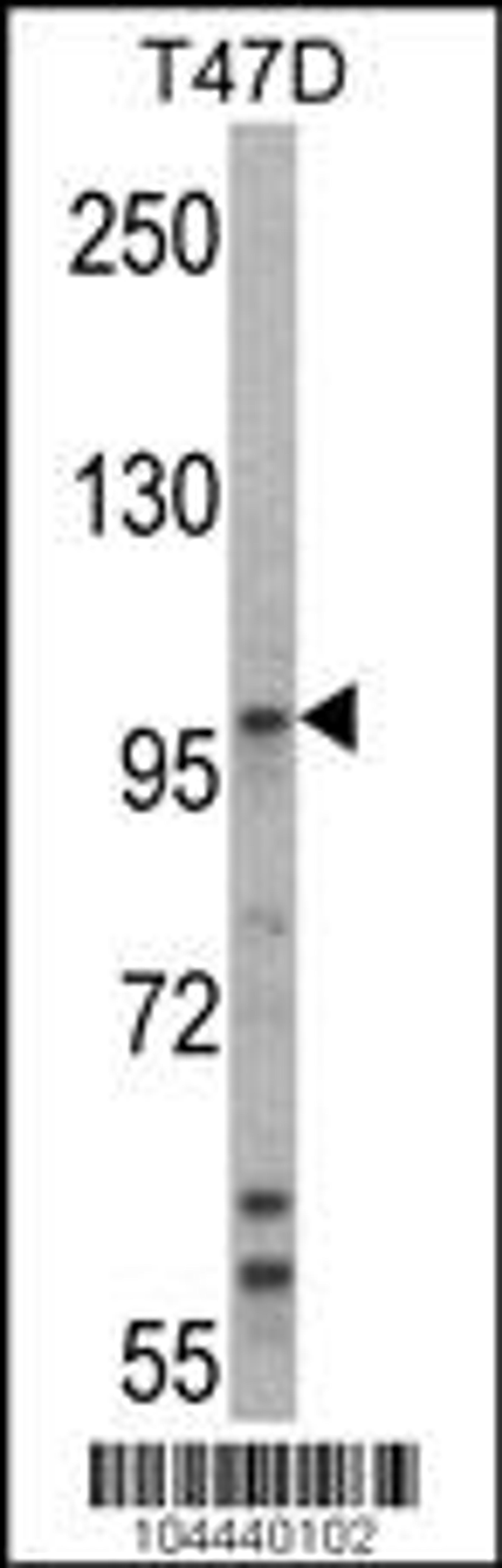 Western blot analysis of UBE3A Antibody in T47D cell line lysates (35ug/lane).