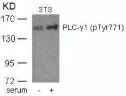 Western blot analysis of lysed extracts from 3T3 cells untreated or treated with serum using PLC-γ1 (phospho-Tyr771).