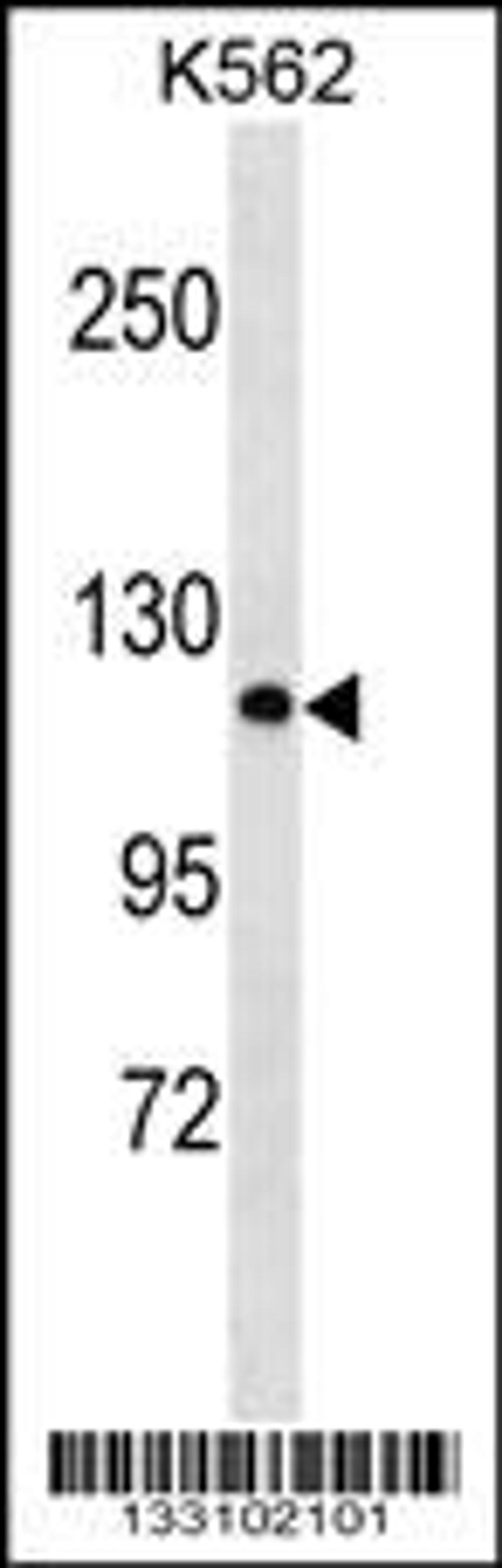 Western blot analysis in K562 cell line lysates (35ug/lane).