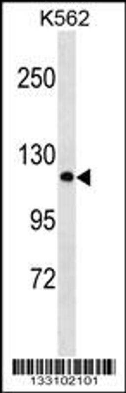 Western blot analysis in K562 cell line lysates (35ug/lane).