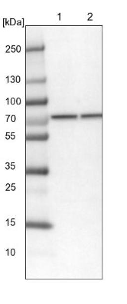 Western Blot: CCDC112 Antibody [NBP2-14442] - Lane 1: NIH-3T3 cell lysate (Mouse embryonic fibroblast cells)<br/>Lane 2: NBT-II cell lysate (Rat Wistar bladder tumour cells)