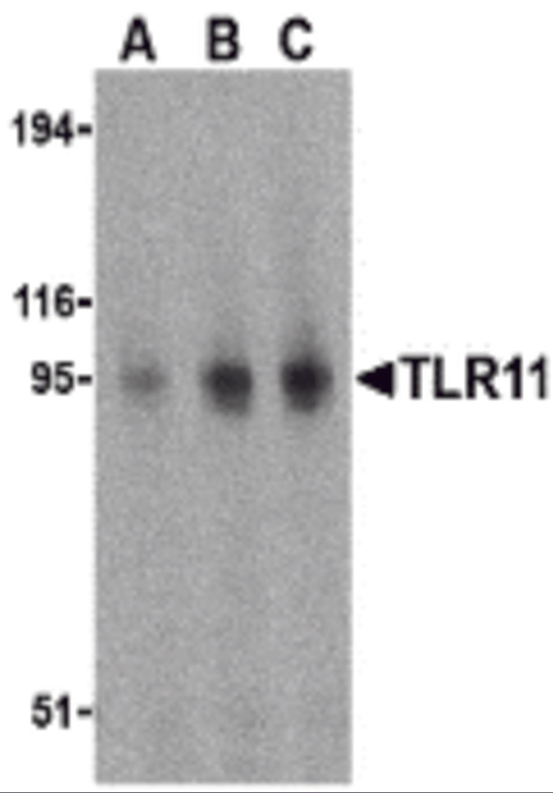 Western blot analysis of TLR11 in RAW264.7 cell lysates with TLR11 antibody at (A) 0.5, (B) 1, and (C) 2 μg/mL.
