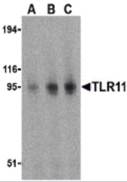 Western blot analysis of TLR11 in RAW264.7 cell lysates with TLR11 antibody at (A) 0.5, (B) 1, and (C) 2 μg/mL.