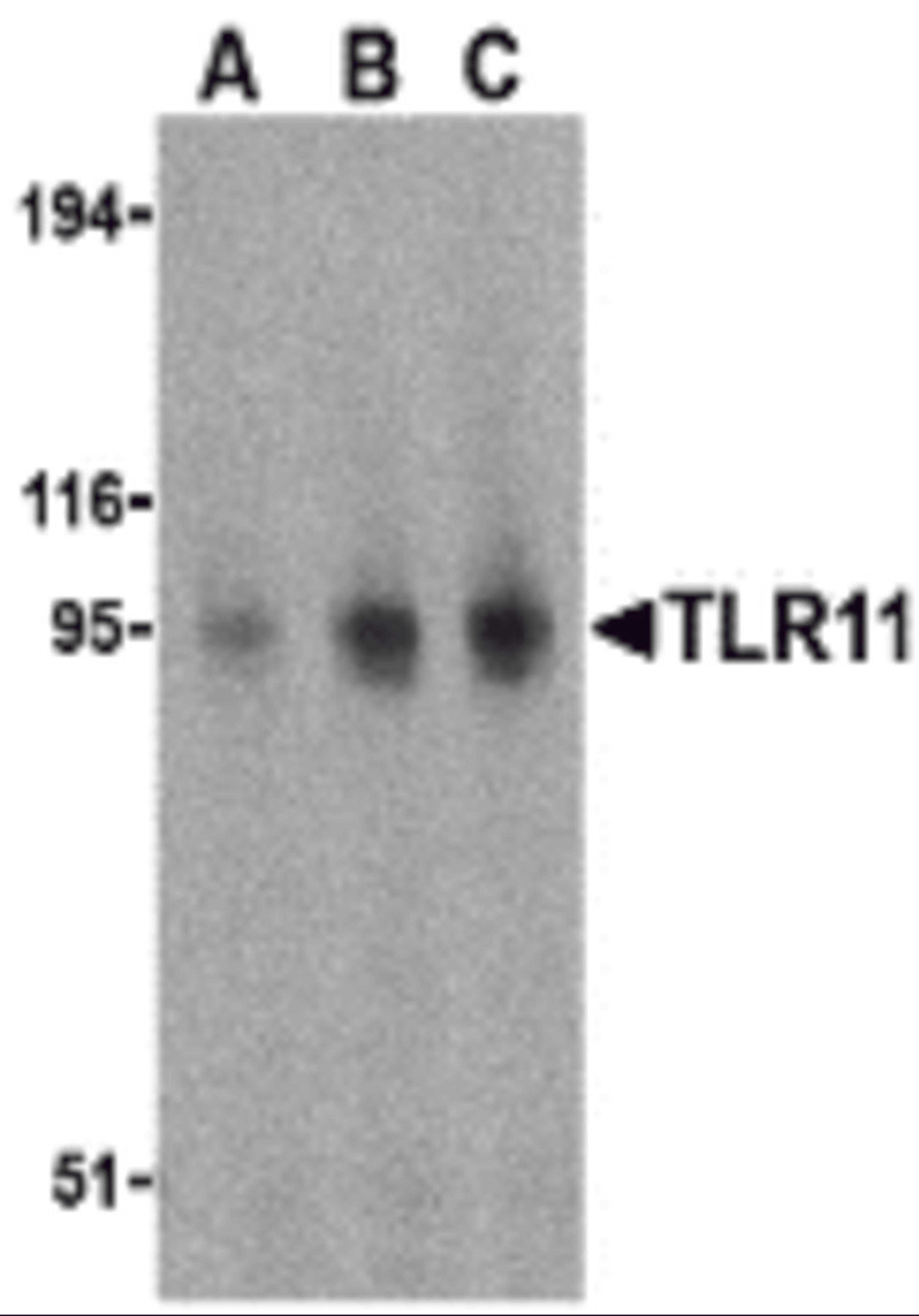 Western blot analysis of TLR11 in RAW264.7 cell lysates with TLR11 antibody at (A) 0.5, (B) 1, and (C) 2 μg/mL.