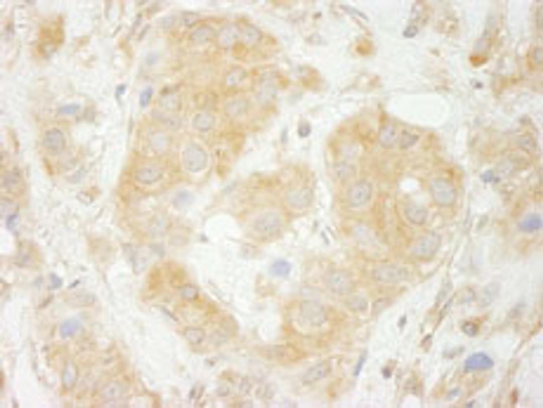 Detection of human Sec23IP(MSTP053) by immunohistochemistry.