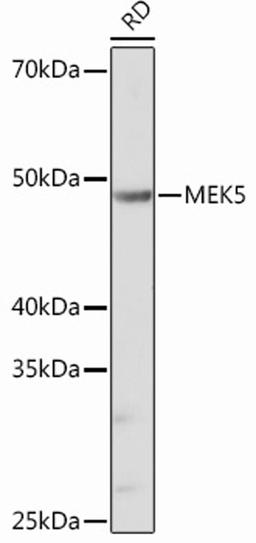 Western blot - MEK5 Rabbit mAb (A12457)