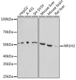 Western blot - NR1H2 antibody (A16291)