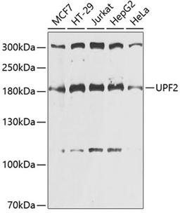 Western blot - UPF2 antibody (A13411)