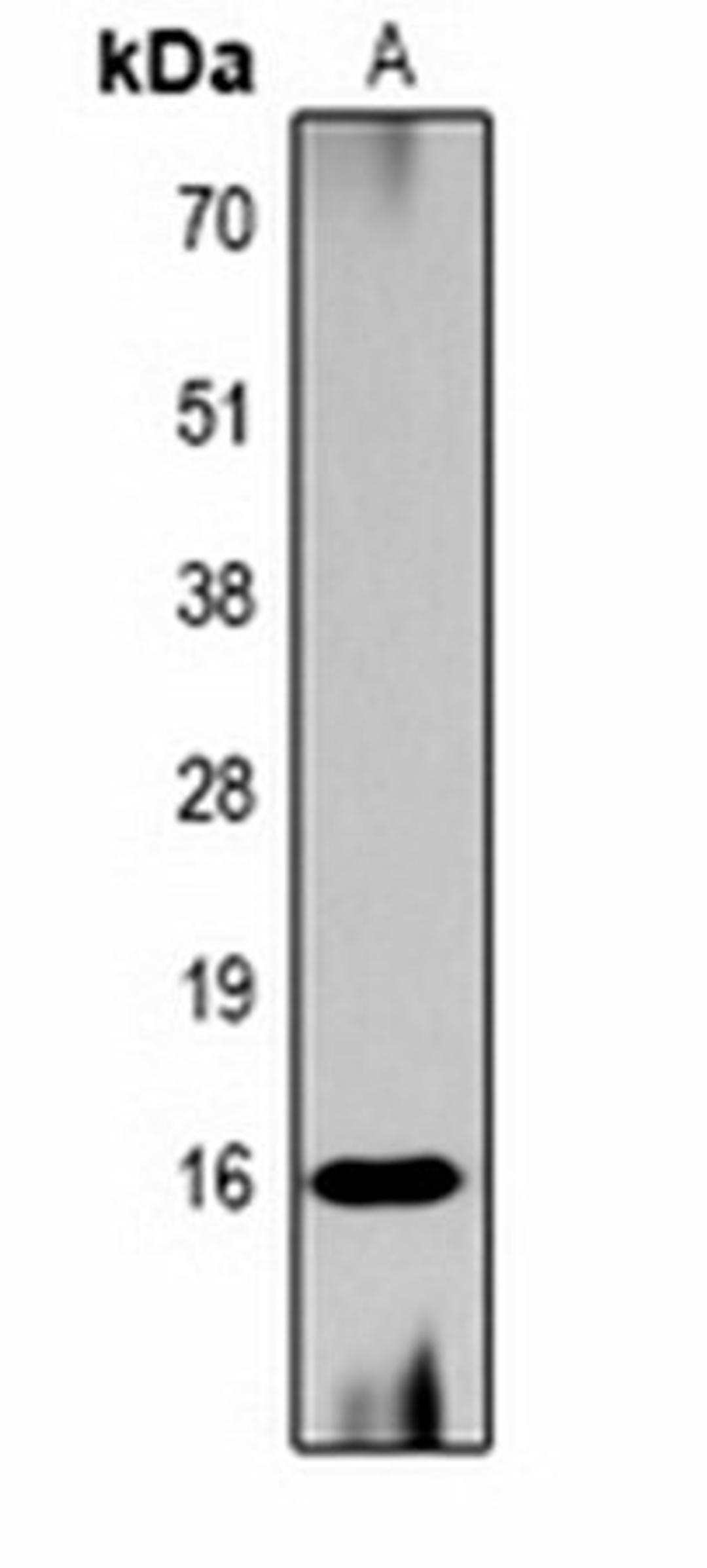 Western blot analysis of  Hela (Lane1) whole cell lysates using Histone H3 (AcK56) antibody