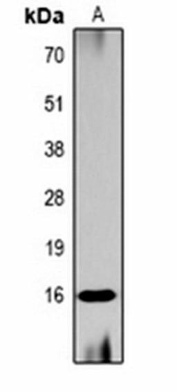 Western blot analysis of  Hela (Lane1) whole cell lysates using Histone H3 (AcK56) antibody