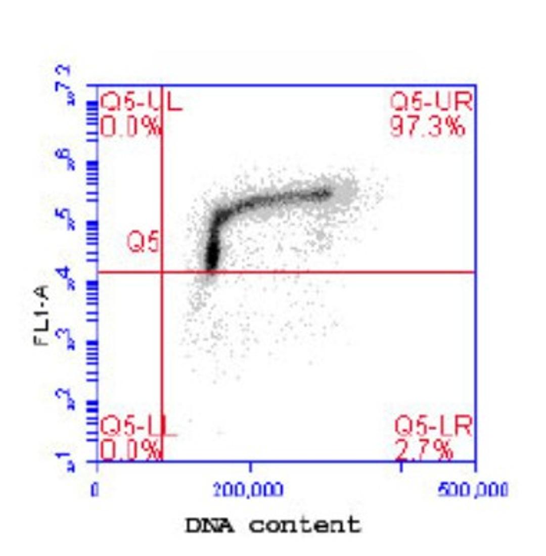 Flow Cytometry: MCM2 [p Ser108] Antibody [NB100-639] - Flow cytometric analysis of phospho-MCM2 (pS108). Jurkat cells were fixed in 1.5% PFA, and permeabilized in 90% MeOH. 1 X 10e6 cells were stained with 0.1 mcg/ml anti-phospho- MCM2 (pS108) in a 150 mcl volume. DNA content was simultaneously analyzed via PI stain.