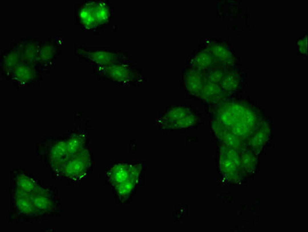 Immunofluorescent analysis of HepG2 cells using CSB-PA10574A0Rb at dilution of 1:100 and Alexa Fluor 488-congugated AffiniPure Goat Anti-Rabbit IgG(H+L)