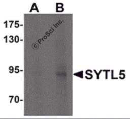 Western blot analysis of SYTL5 in Hela cell lysate with SYTL5 antibody at (A) 1 and (B) 2 &#956;g/mL .