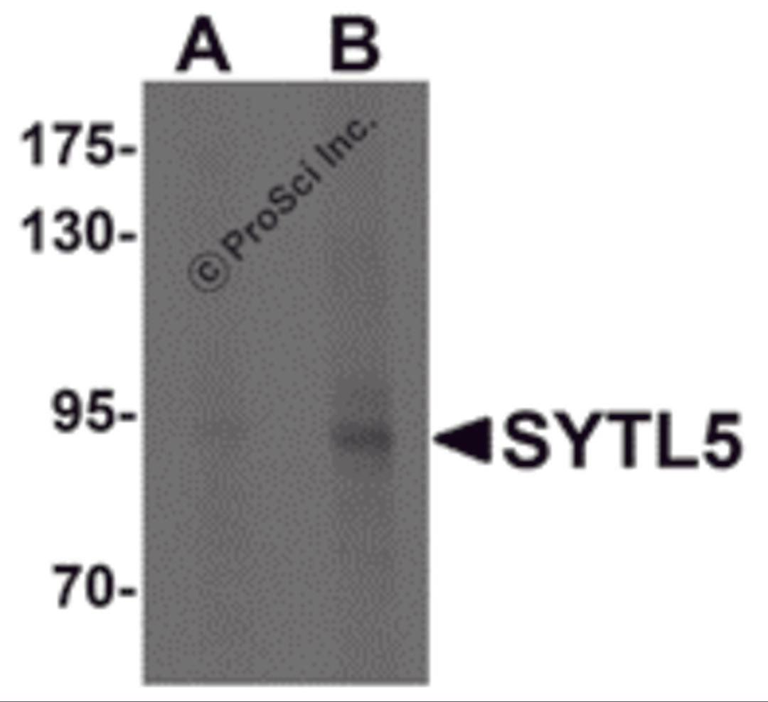 Western blot analysis of SYTL5 in Hela cell lysate with SYTL5 antibody at (A) 1 and (B) 2 μg/mL .
