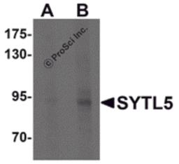 Western blot analysis of SYTL5 in Hela cell lysate with SYTL5 antibody at (A) 1 and (B) 2 μg/mL .